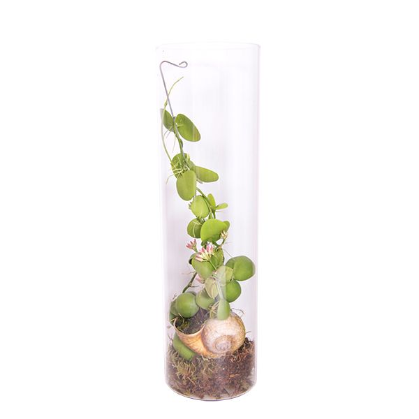 Epipremnum Pinnatum Global Green blad