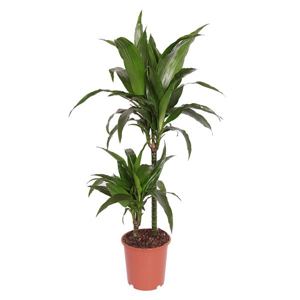 Dracaena 'janet craig'