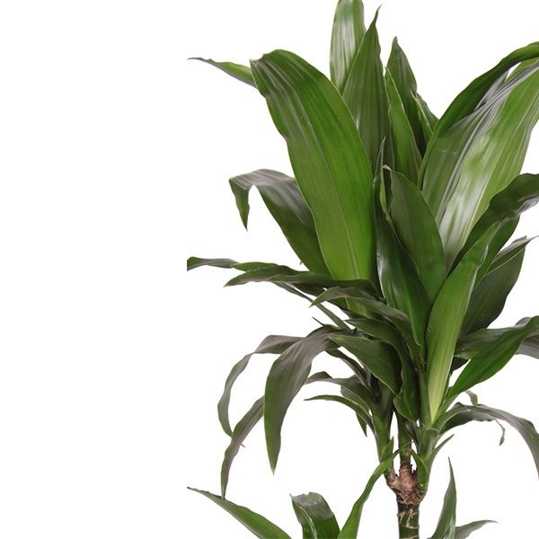 Dracaena-janet-craig19 zoom 2
