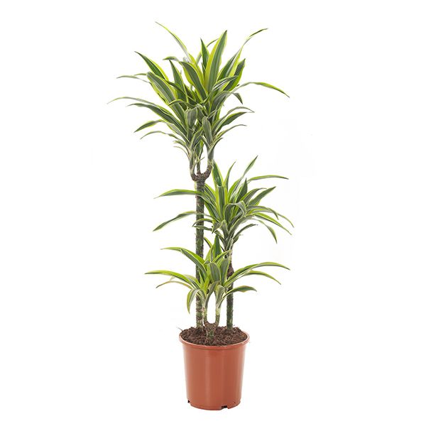 Dracaena 'lemon lime'