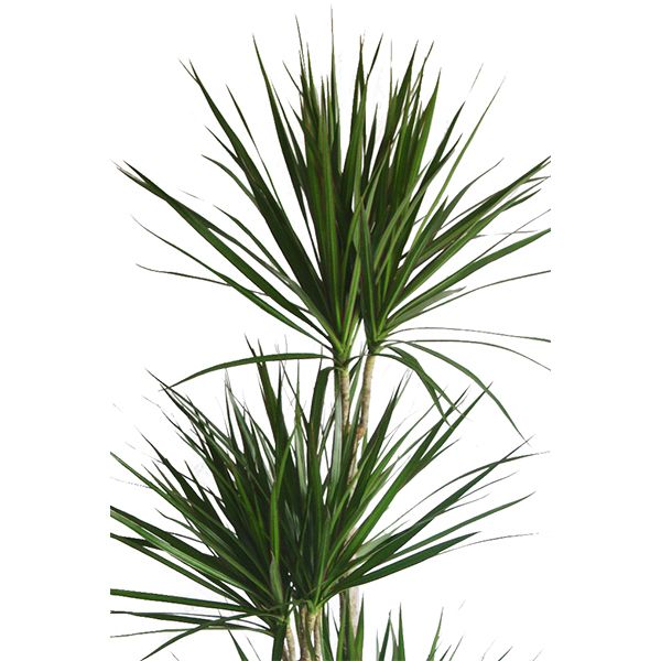 Dracaena