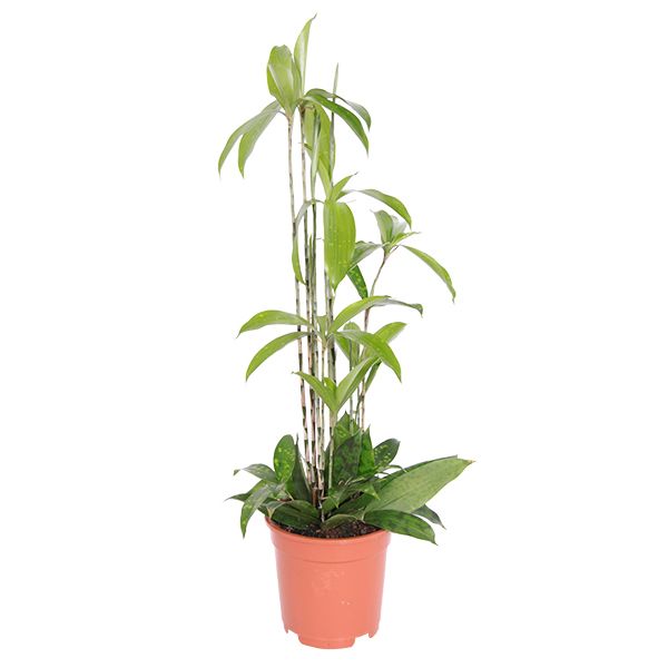 dracaena surculosa