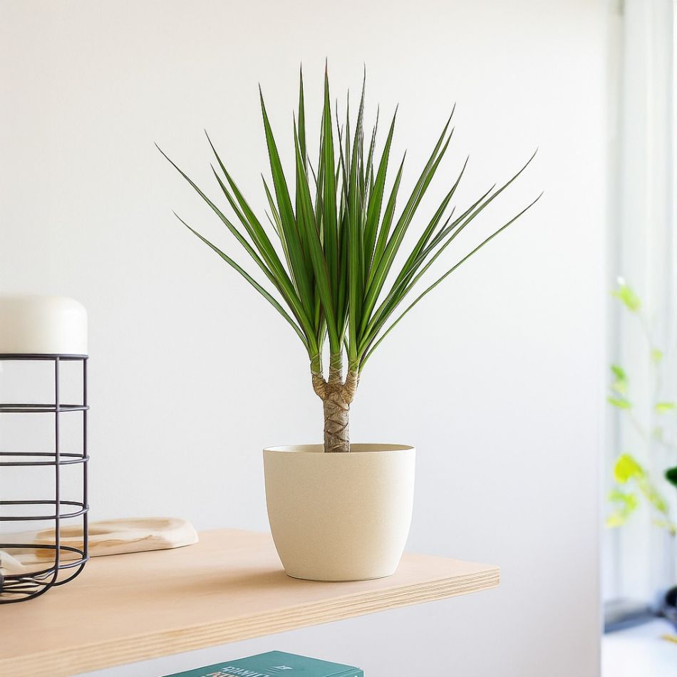 kleine dracaena marginata