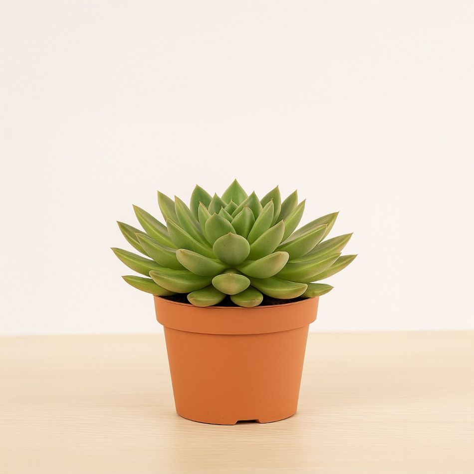 Echeveria Miranda kopen