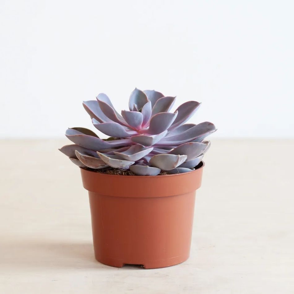 Echeveria-purple-pearl-p12-1-1024