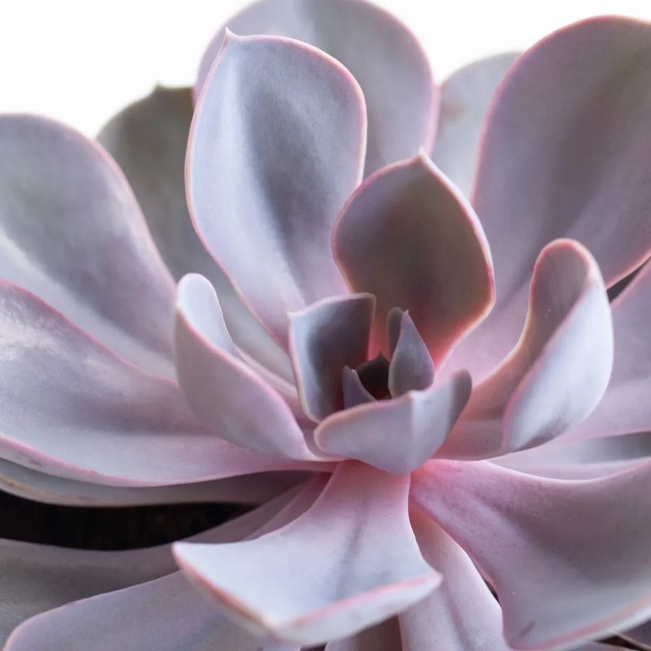 Echeveria-purple-pearl-p12-3-1024