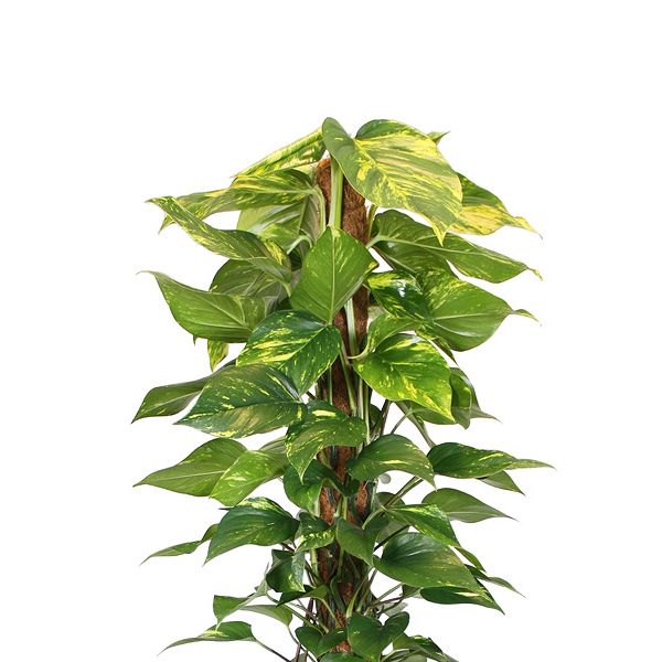 Epipremnum aureum blad