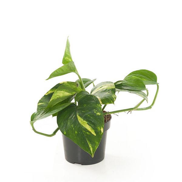epipremnum aureum