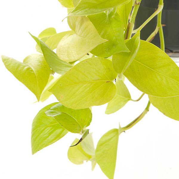 Scindapsus Golden Pothos