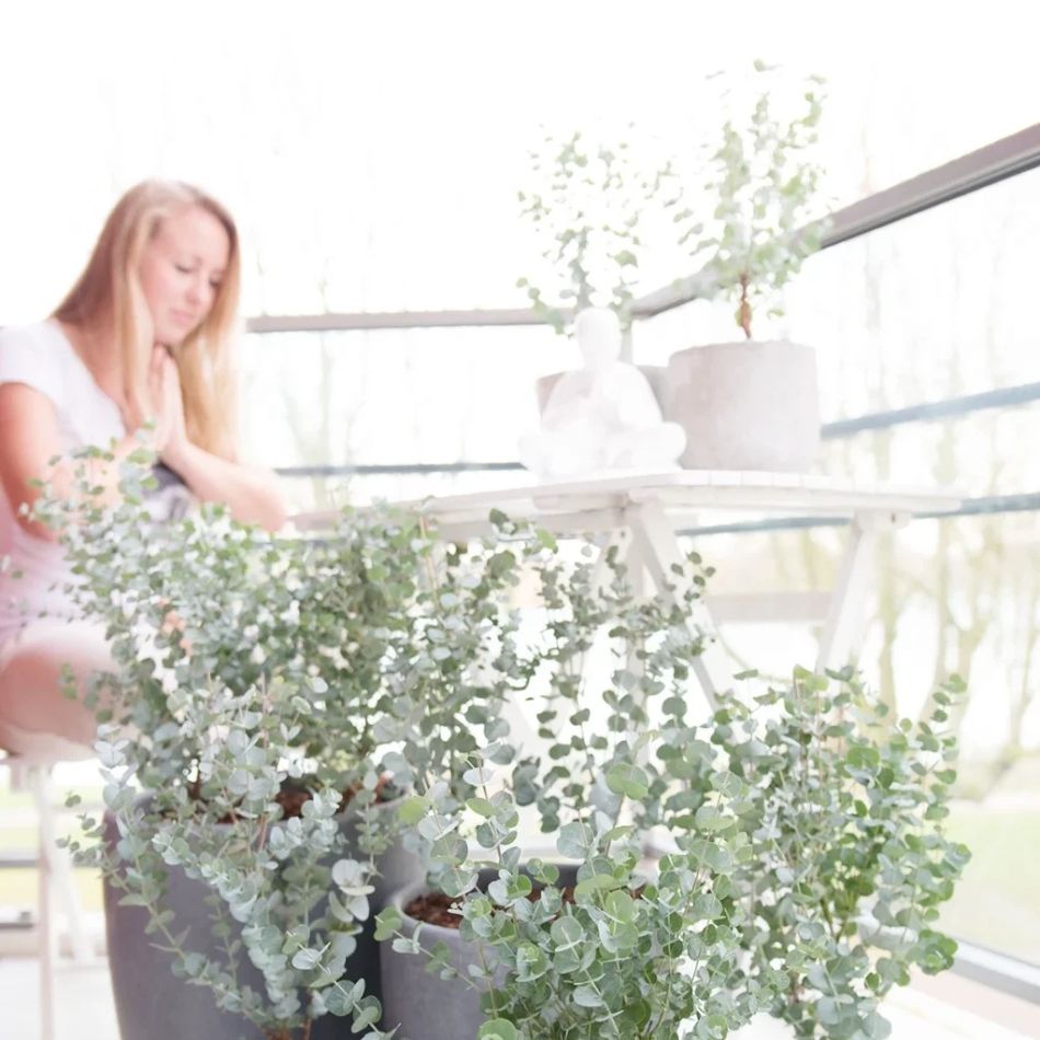 Eucalyptus-azura-persoon-e1719818487413