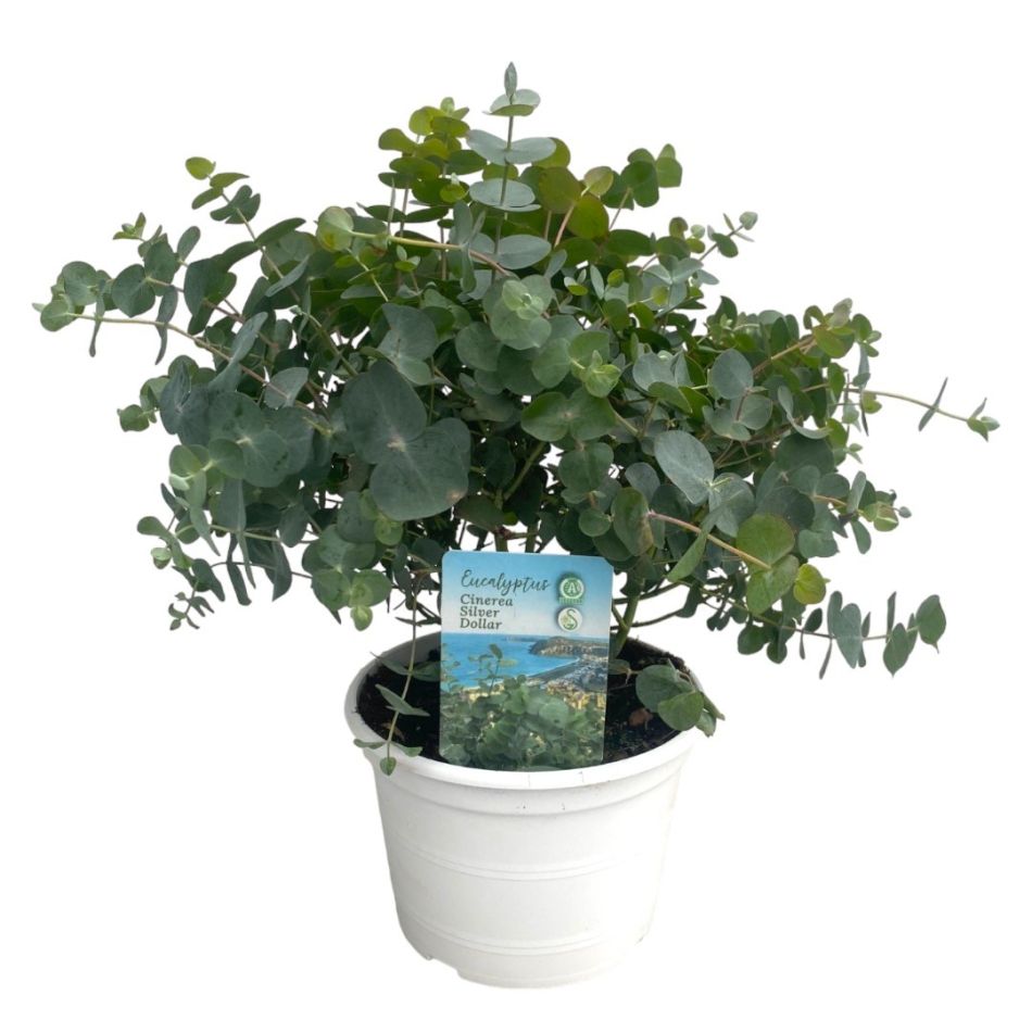 eucalyptus cinerea