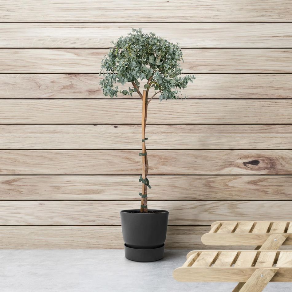 Eucalyptus op stam kopen