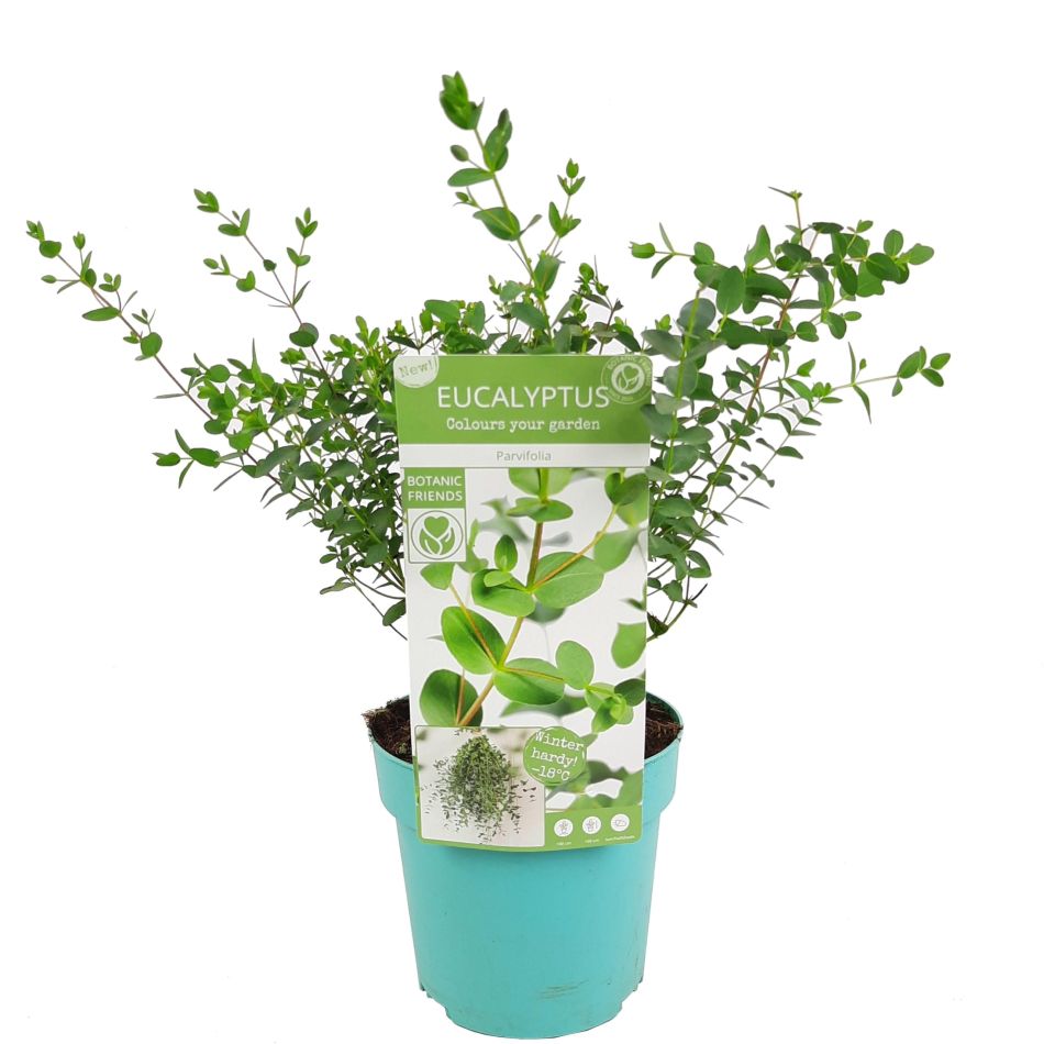 Eucalyptus-parvifolia-17-scaled
