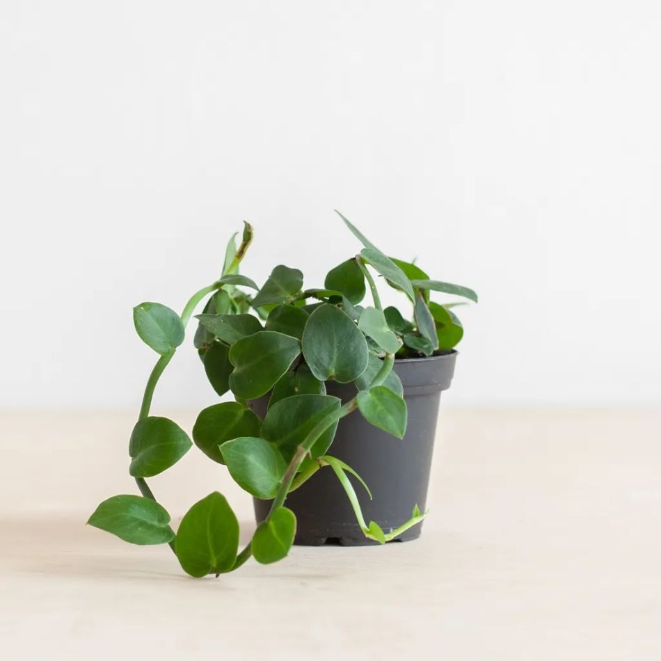 Rhaphidophora Hayi - P9
