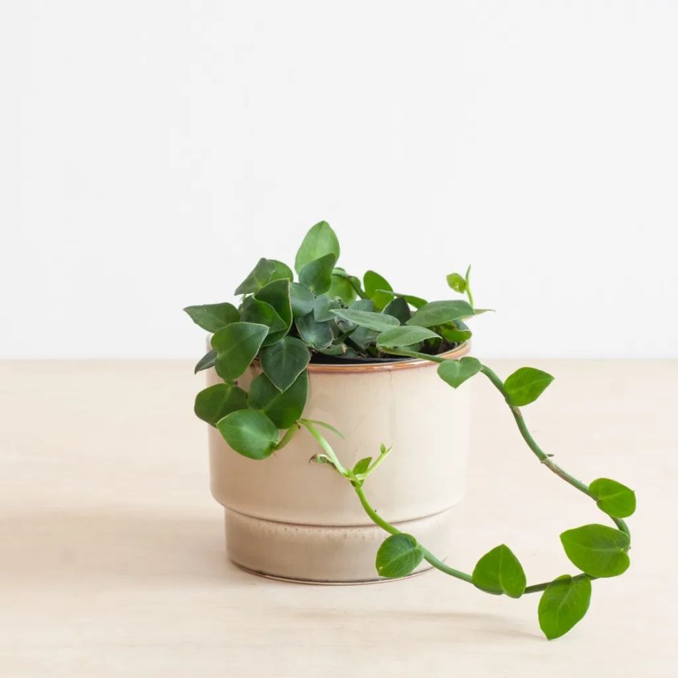 Rhaphidophora Hayi - P9