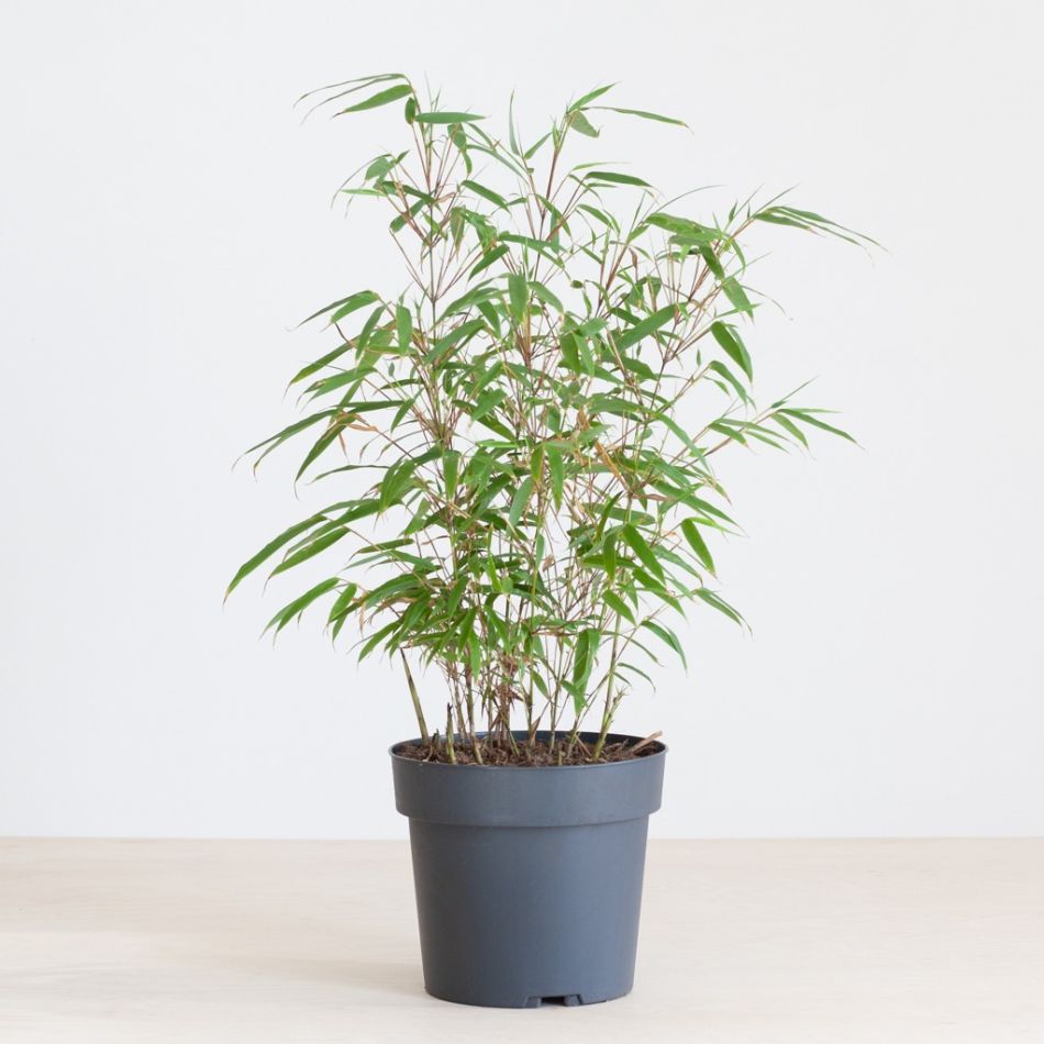Fargesia bamboe plant