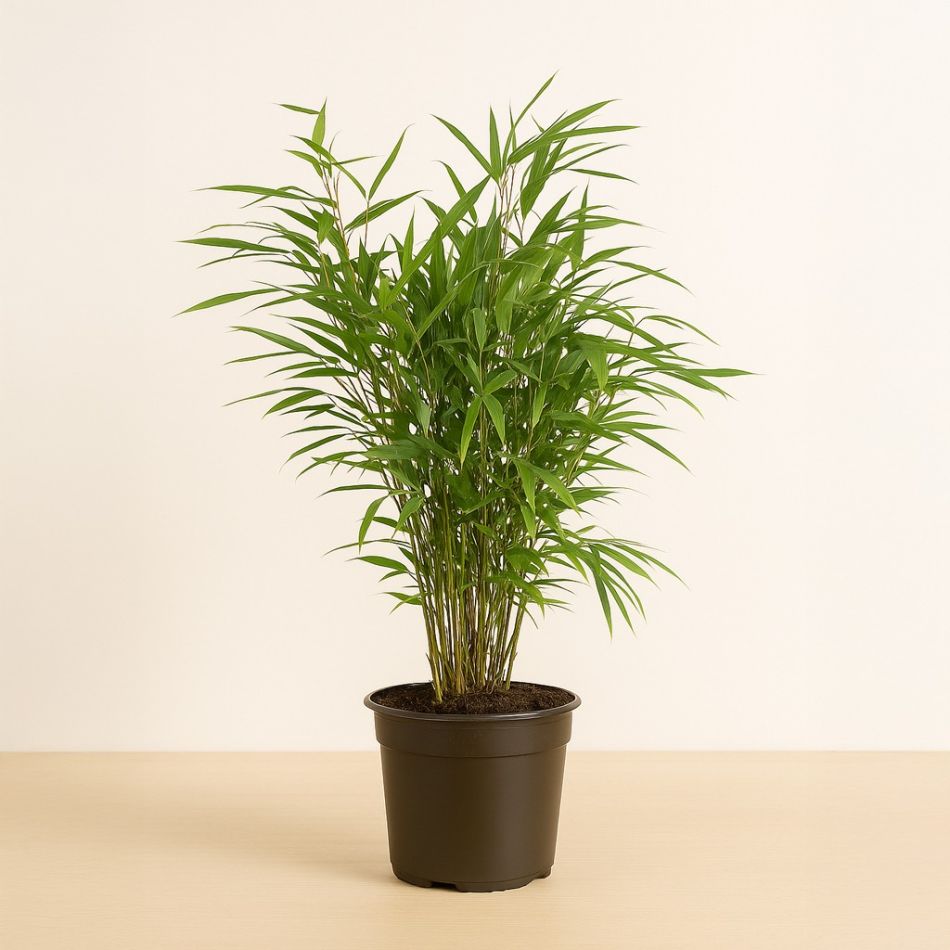 fargesia plantje