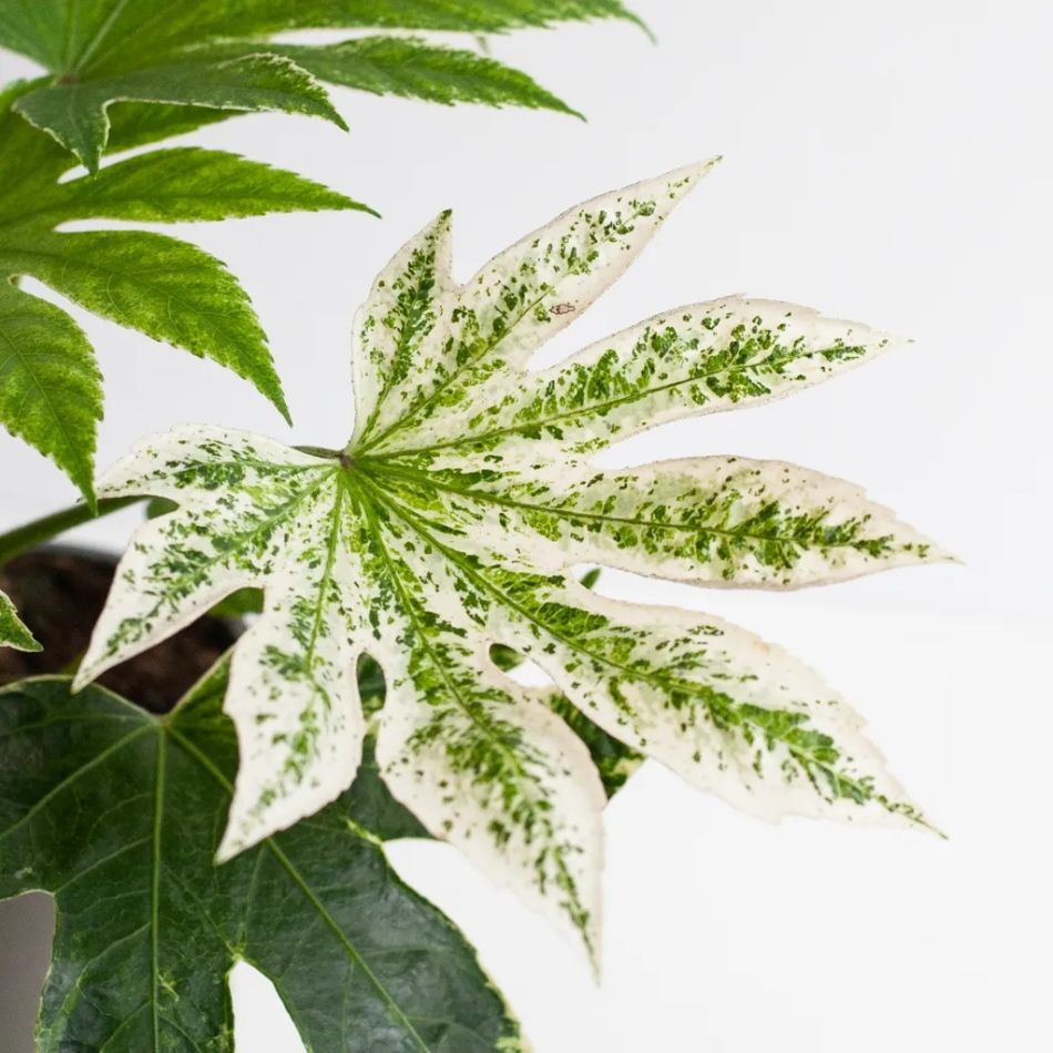 Fatsia-japonica-p17-4-1024