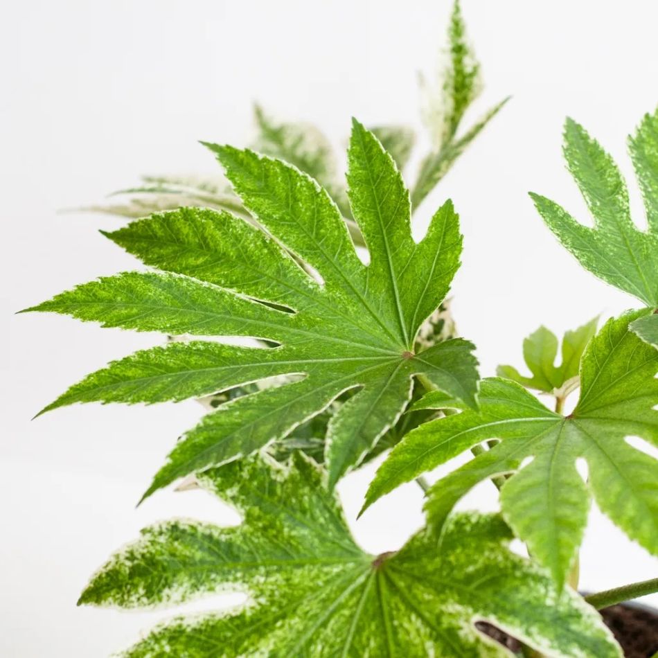 Fatsia-japonica-p17-5-1024