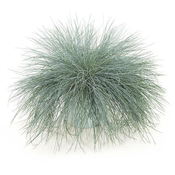 Festuca intense blue