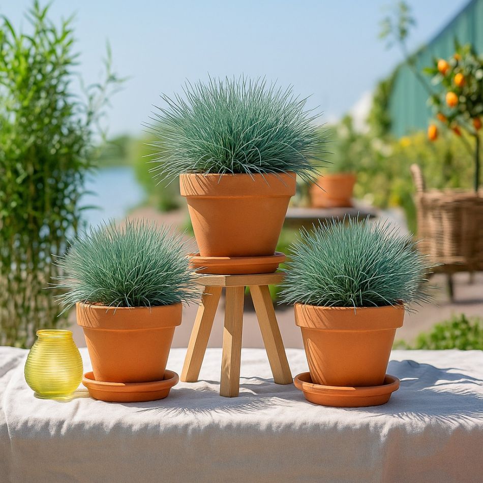 Festuca siergras bundel