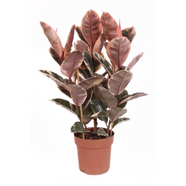 Ficus Elastica Belize