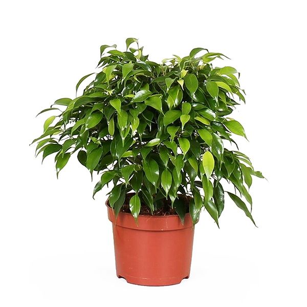 ficus benjamina green kinky