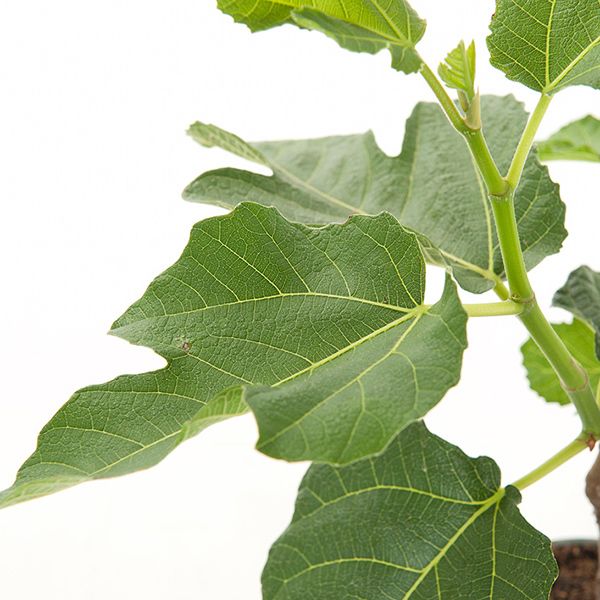 Ficus Carica