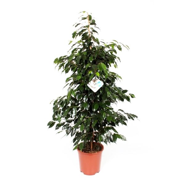 ficus danielle