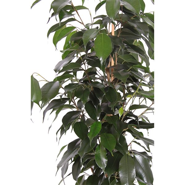 ficus danielle