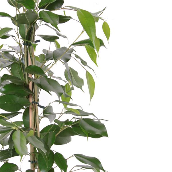 Ficus Danita blad