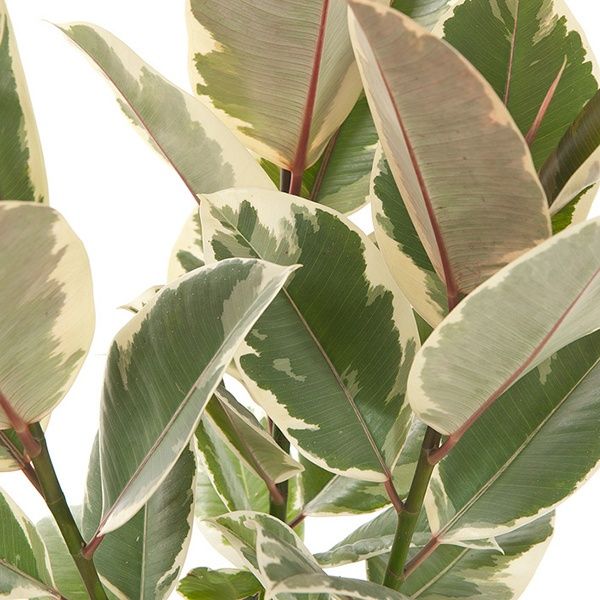 Ficus Elastica Tineke