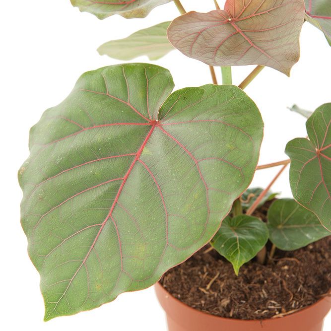 Ficus Petiolaris blad