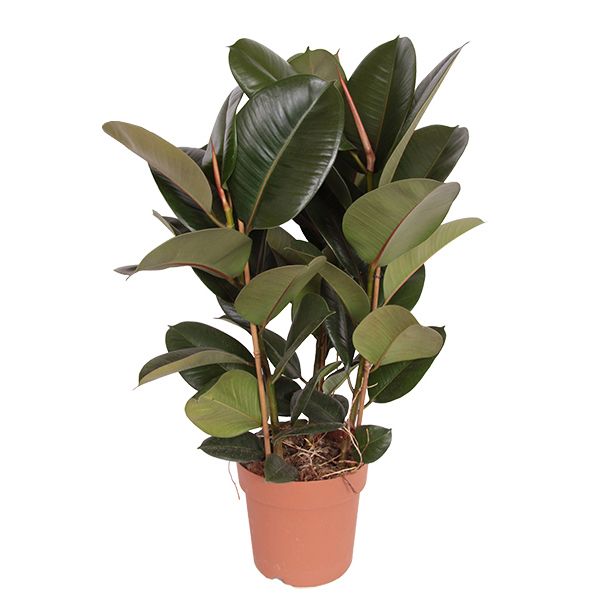 Ficus Robusta