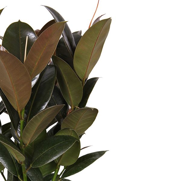 Ficus Robusta