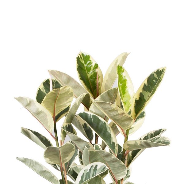 ficus tineke blad