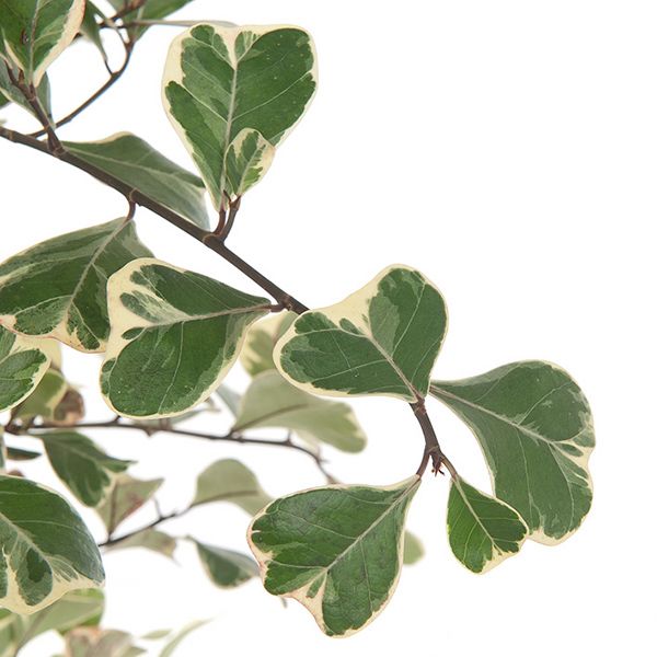 Ficus Triangularis