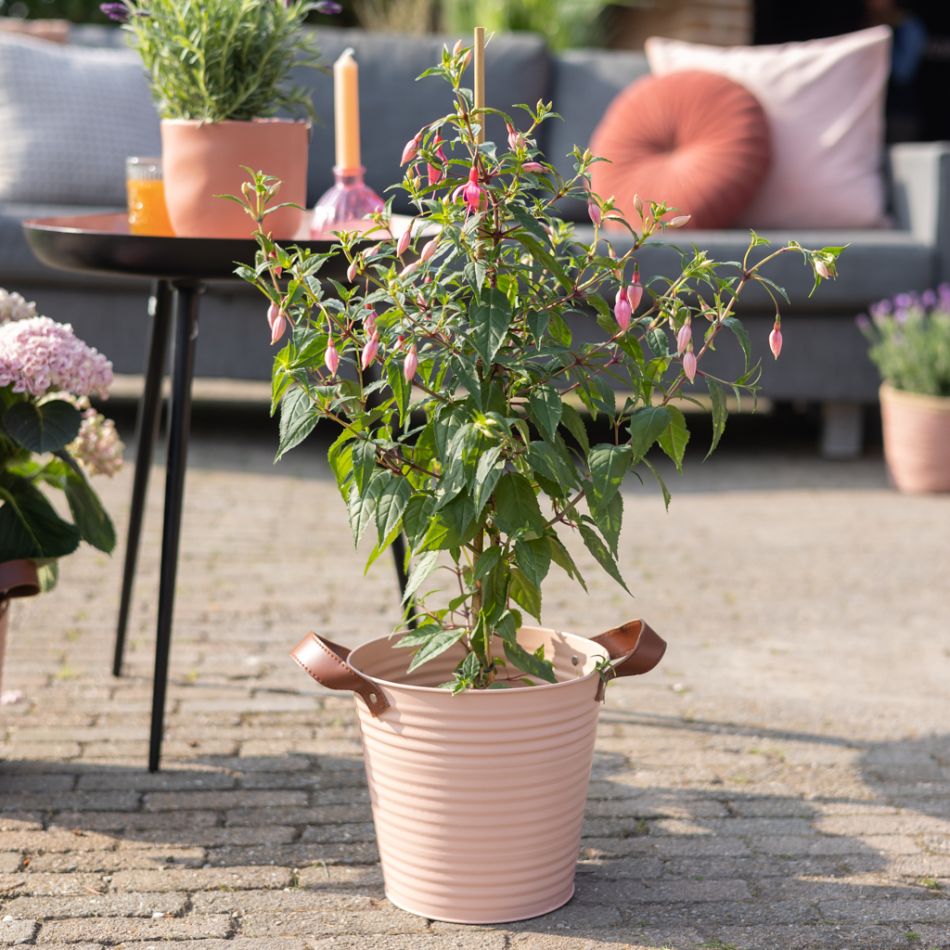 Fuchsia-p17-1024
