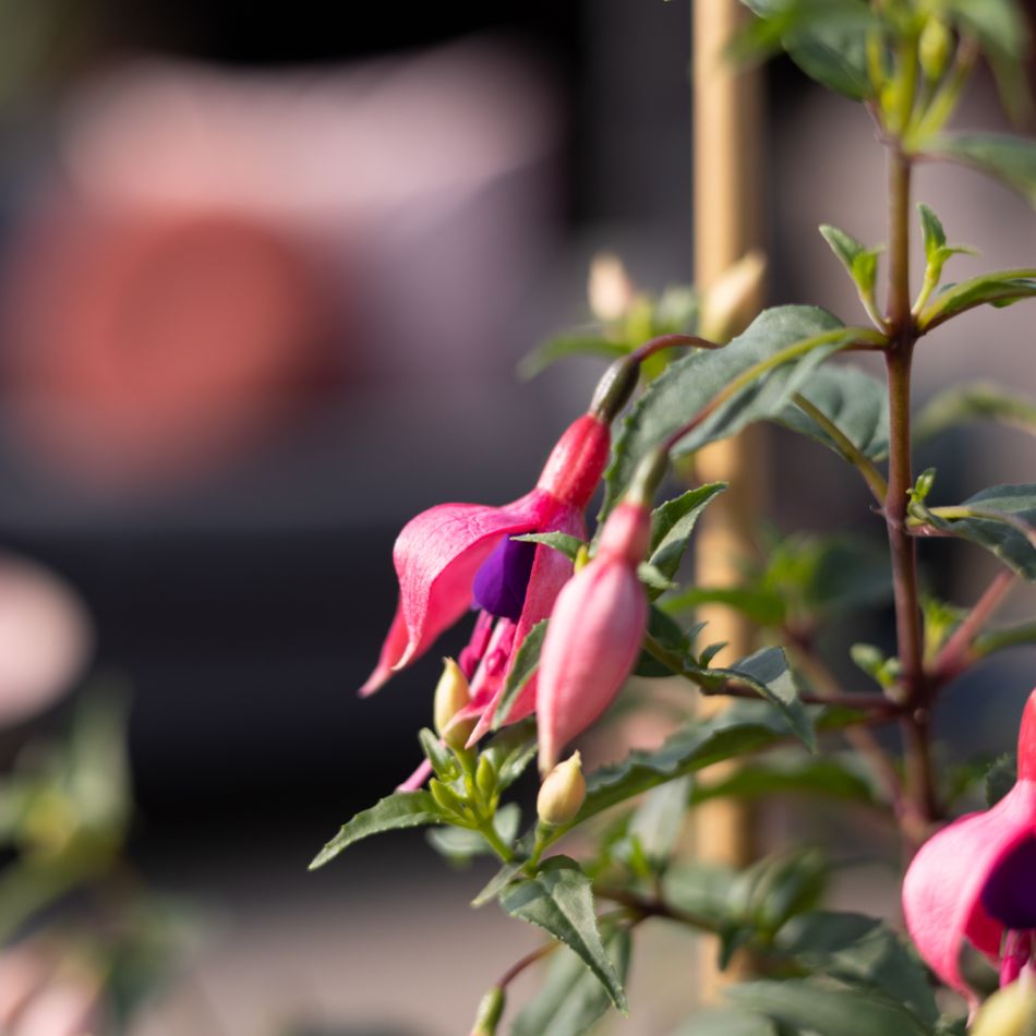 Fuchsia-p17-5-1024