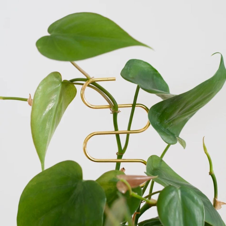 Gouden-planten-stekers-support-4-1024-1