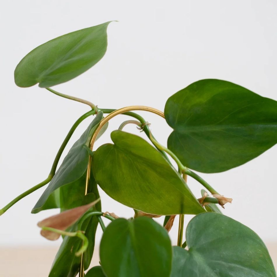 Gouden-planten-stekers-support-6-1024-1