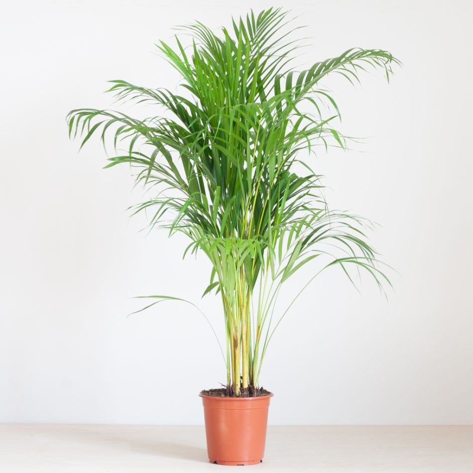 Goudpalm-P21-1024