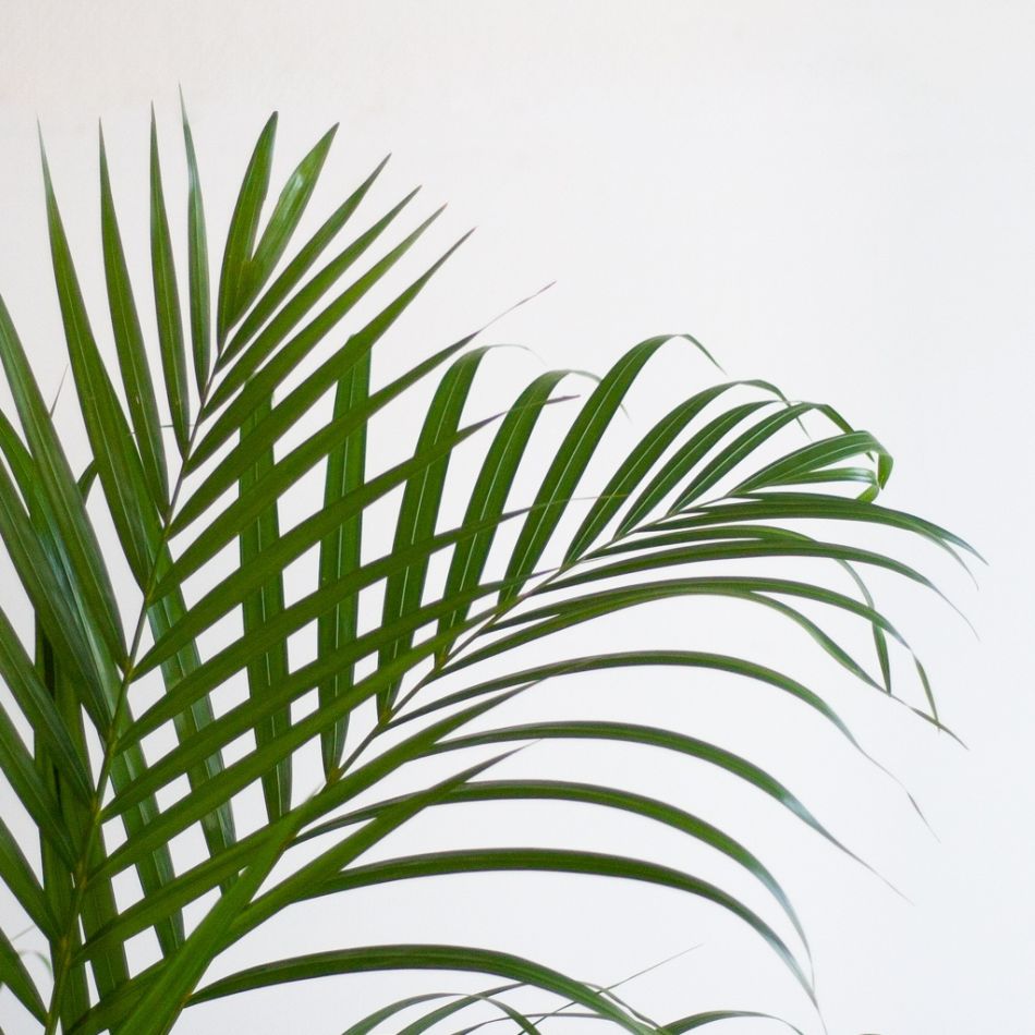 Goudpalm-p21-3-1024
