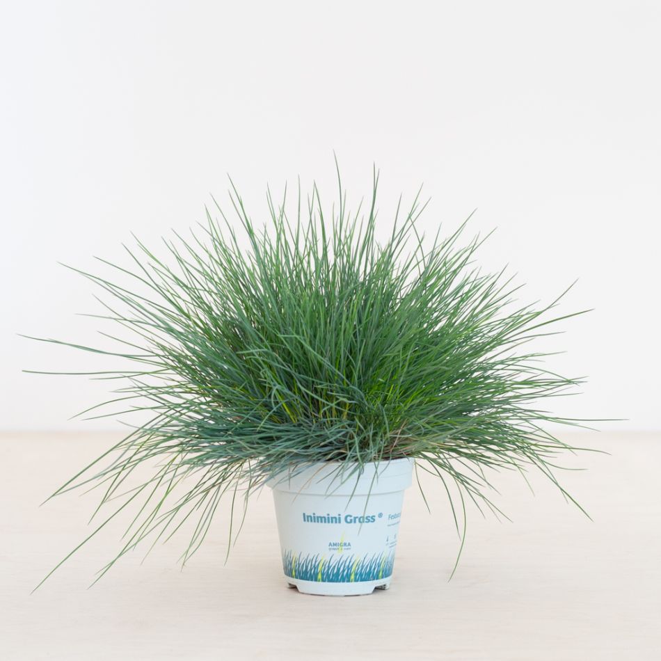Grass-1024-1