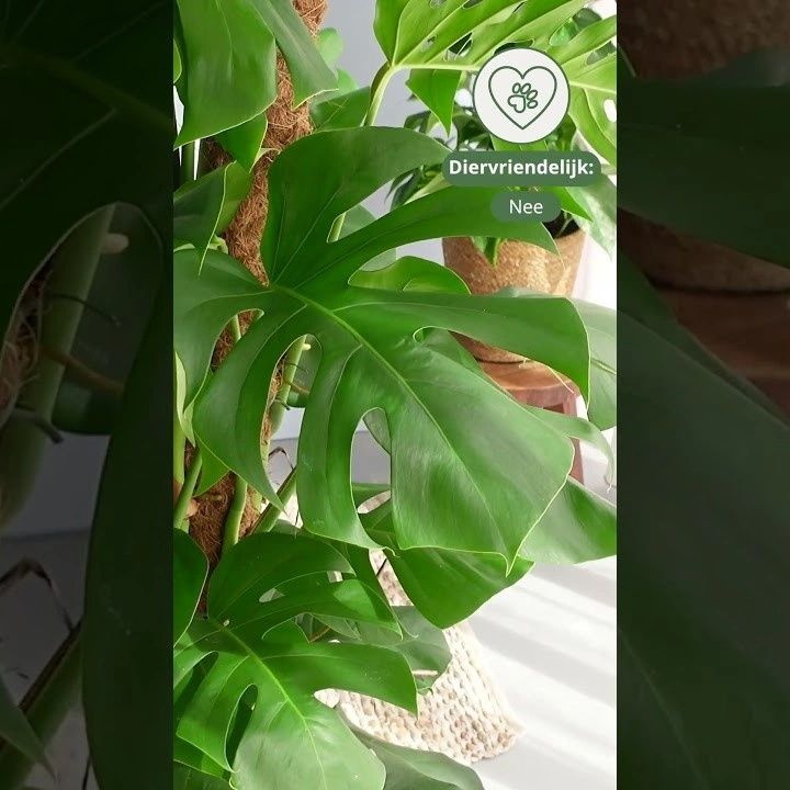 monstera op mosstok video