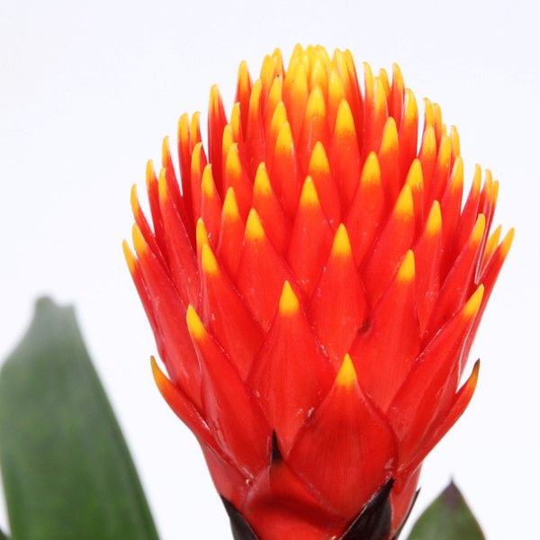 Guzmania tala bloem