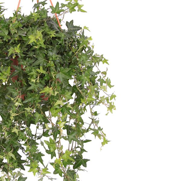 hedera helix jacobine blad