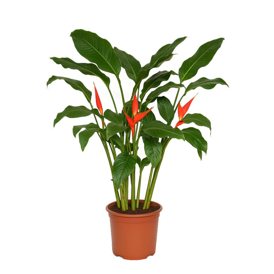Heliconia Olympic Flame P 19 cm