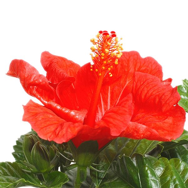 Hibiscus bloem