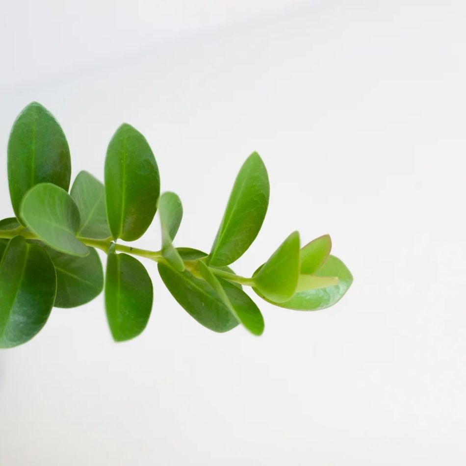 Hoya Cumingiana